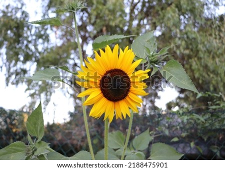 A yellow sunflower in the afternoon