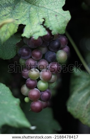 This is a picture of grapes taken in the village.