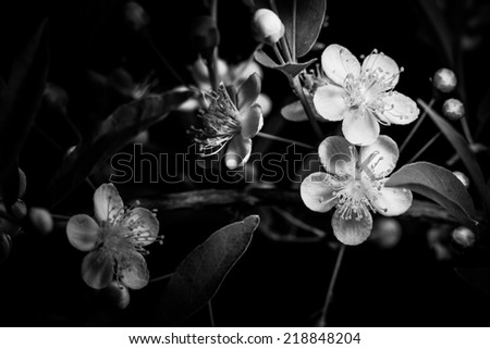 Guavira Flower (Campomanesia pubescens) - Black and White Photography