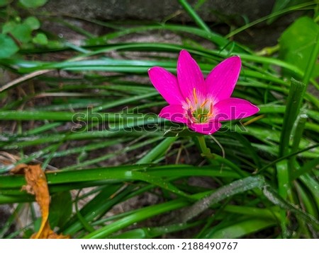 Zephyranthes minuta pink flowers in the garden,Zephyranthes minuta is a plant species very often referred to as Zephyranthes grandiflora, including in Flora of North America and Asia, shoot by mobile  Royalty-Free Stock Photo #2188490767
