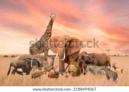 Group of safari African animals elephants, rhino, buffalo, giraffe, lion, elephant, leopard, hyena, zebra, wildebeest and others stand together in savanna grassland with background of sunset sky Royalty-Free Stock Photo #2188494067
