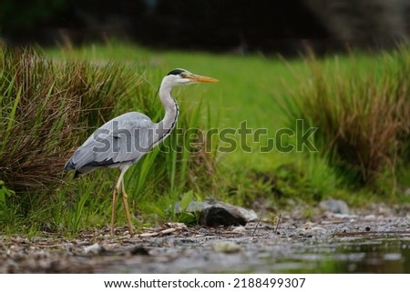 The grey heron (Ardea cinerea) is a long-legged predatory wading bird of the heron family, Ardeidae, native throughout temperate Europe and Asia and also parts of Africa. Royalty-Free Stock Photo #2188499307