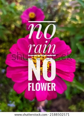 Motivational and inspirational quotes from life and plants on nature blurred background. no rain no flower quote.