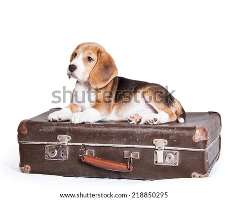 Little beagle puppy on the old suitcase