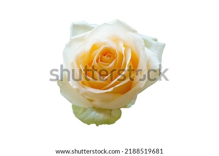 Beautiful Orange Rose Flower Isolated On White Background, Flower For Lover And Wedding.