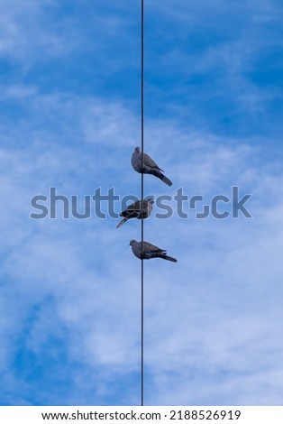 Three grey dove pigeon sitting high on a electric cable on bright blue sky background