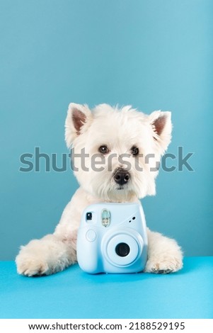 White dog with a camera on a blue background. High quality photo