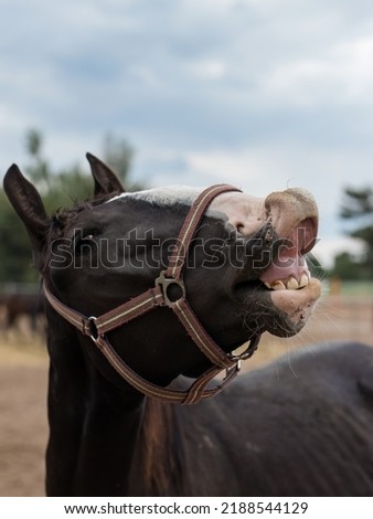 Horse head, beautiful domestic animal, horse bridle, harness worn over the head. Horse used as a driving school for young people and children. Horse's gums and teeth. Royalty-Free Stock Photo #2188544129