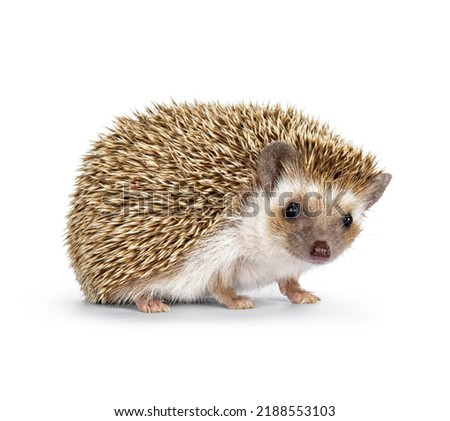 Cute young oak brown African pygmy hedgehog, standig side ways. Looking straight towards camera. Isolated on a white background.