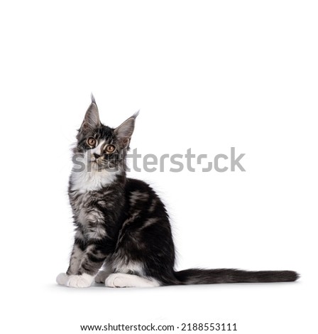 Expressive Maine Coon cat kitten, lsitting up side ways. Looking straight to camera. Isolated on a white background.