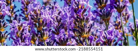 Violet lavender blooms in blue sky background. Summer nature landscape background with blue lavender flowers. Banner. 