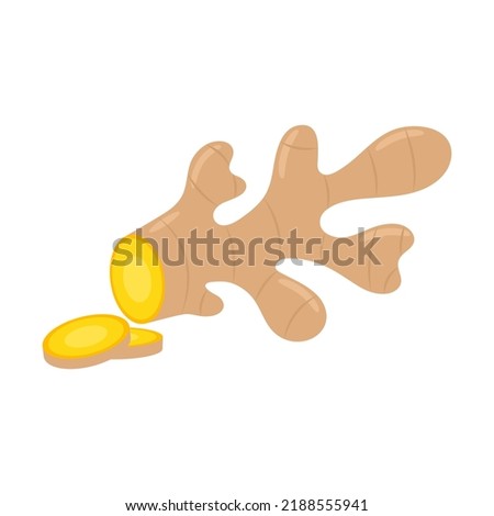 Fresh ginger root and slices isolated on white background. Zingiber officinale. Healthy organic food concept. Vector vegetables illustration in flat style. Royalty-Free Stock Photo #2188555941