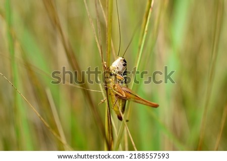 The picture shows a grasshopper, an insect predator, sitting on a stalk of grass.