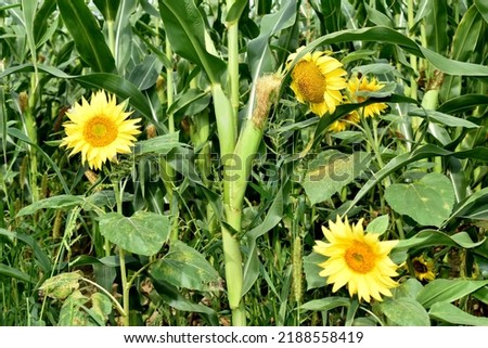 The picture shows a field with green corn and a blooming sunflower between corn stalks.