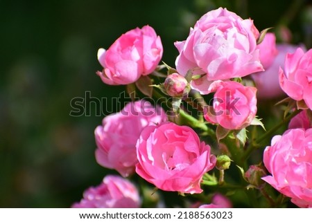 bright pink rosebuds close-up. ornamental small fluffy rose flowers. rose flowers densely planted on a branch. beautiful bokeh with blurred background. no people. nature background