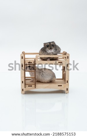 Two hamsters sit on a toy wooden bunk bed on a white background.Isolated picture on white background. Djungarian hamsters. A brown Djungarian hamster sits on a toy bed and look into the frame.