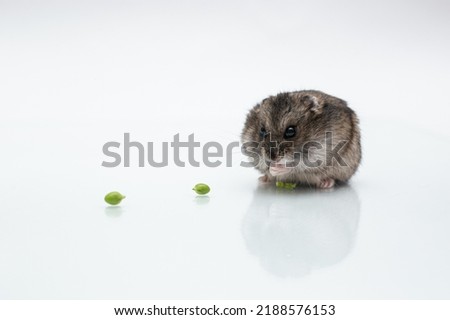 Small Djungarian hamster eating green peas on a white background. Isolated picture on a white background.