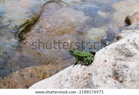 Wild oriental fire-bellied toad on the rocks in the river