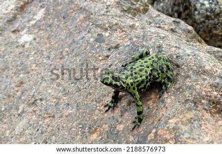 Wild oriental fire-bellied toad on the rock