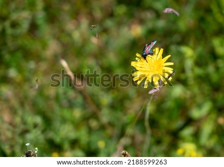 a six spot burnet moth (Zygaena filipendulae) feeding on a beautiful yellow hawkweed (Hieracium) 