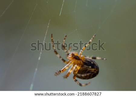 Close-up macro shot of a European cruciform garden spider, Araneus diadematus, sitting in a cobweb