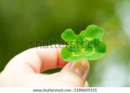 Four-leaf clover in a woman's hand, close-up, selective focus. The concept is luck.