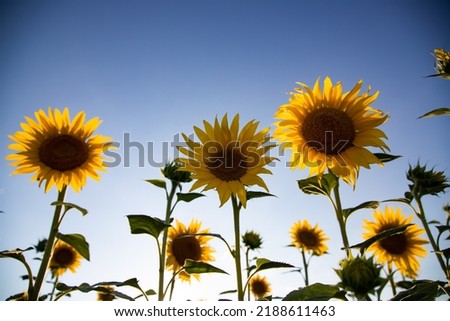 Sunflowers with blue sky like ukrainian flag. Symbol of Ukraine