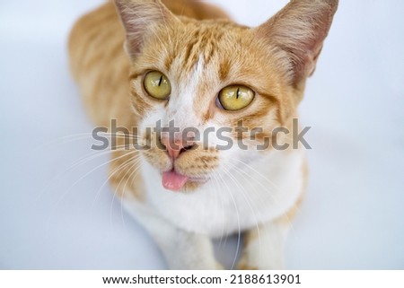 Ginger cat is sitting looking up with its mouth out isolated on a white background, Playful pet close up.
