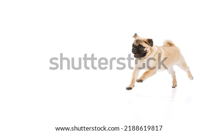 Studio shot of cheerful purebred dog, pug, posing, running isolated over white background. Concept of movement, pets love, domestic animal life, beauty, domestic pet. Copy space for ad Royalty-Free Stock Photo #2188619817
