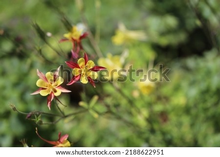 Aquilegia with beautiful yellow-red petals on a light green background. Close-up of a flower.