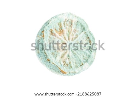 moldy, halved rotten lemon isolated on white background or surface. closeup moldy unspoiled lemon or citrus fruit on white. bad unhealthy food concept photo