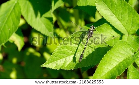 Banner. Closeup of a large dragonfly. Insect on a bright leaf of goutweed.