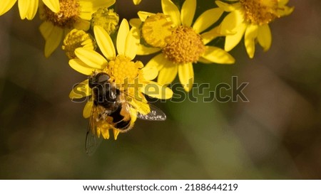 Honey bees in a garden harvesting pollen from yellow flowers. The garden wild and free chanelling the energy of wilderness and nature. The busy bees are endlessly coming back to their home: beehive. 