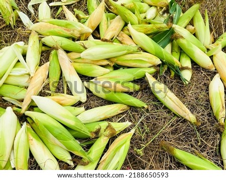 Picking fresh organic corns in the corn field to boiled for eating and selling, very good benefit and high vitamins for healthy eating.