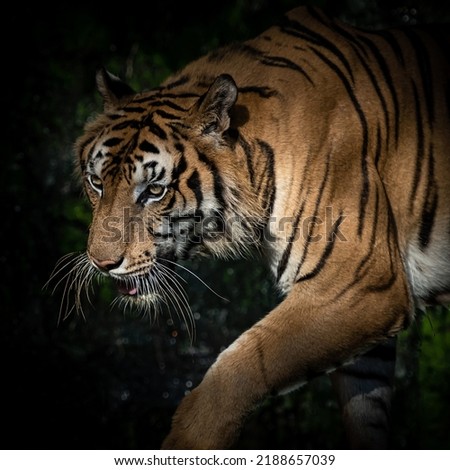 Tigers foraging in the forest at night It is the habit of mammals.
