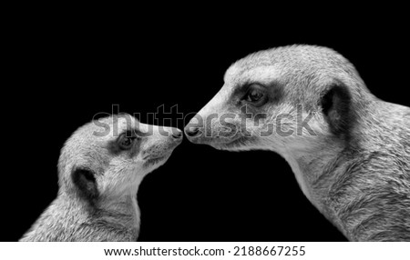 Meerkat Mother And Baby Face on The Black Background