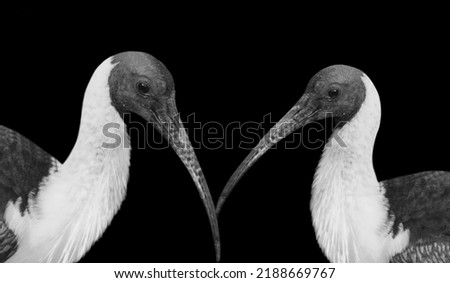 Two Long Beak Ibis Closeup On The Black Background Royalty-Free Stock Photo #2188669767