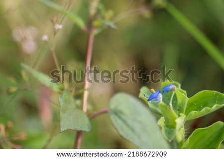 a beautiful purple flowering plant called Gewor (Commelina benghalensis), is a gulam found in rice fields that can be used as a vegetable. Its benefits are anti-inflammatory, antioxidant, antidiabetic