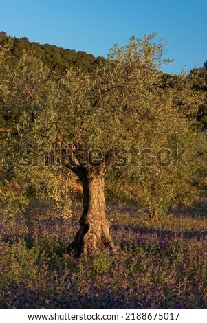 Sunset images of olives in summer day - stock photo
