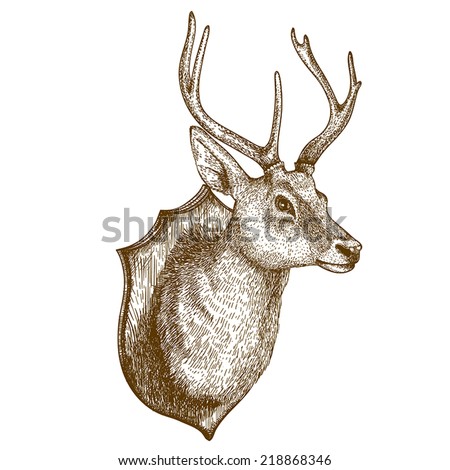 Antique print of a reindeer head isolated on white background