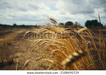 Burned Wheat Field devastated harvest world hunger crysis concept