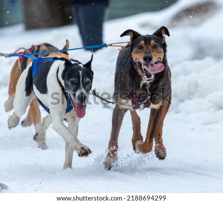 Dogs dog mushing in Anchorage Alaska Royalty-Free Stock Photo #2188694299