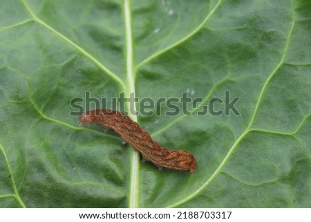 Caterpillar moth of the family Noctuidae - owlet moths, armyworm on sugar beet leaf. It is a dangerous pest.
