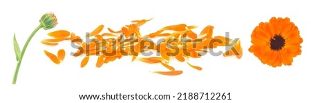 Petals and flowers of calendula plant isolated on a white background. Marigold petals. Royalty-Free Stock Photo #2188712261