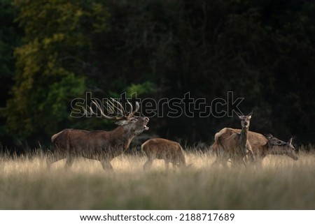 Red deer during rut time. Deer roaring on the meadow. Autumn in animals kingdom.