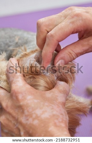 Female groomer haircut yorkshire terrier on the table for grooming in the beauty salon for dogs. Toned picture. Square framing. cleaning of ears.