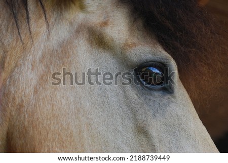 Close up brown horse with black eye 