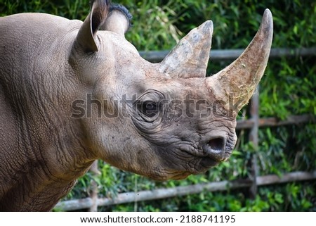 Picture of a Rhinoceros head.