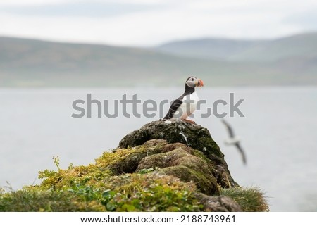 A beautiful confident puffin standing on a mossy green cliff looking out to sea with mountains and a flying seagull in the background