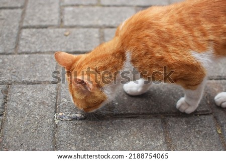 street cat in the yard